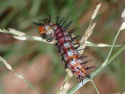 Acraea terpsicore
